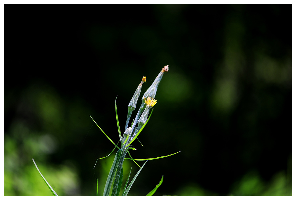 DSC_2365.jpg