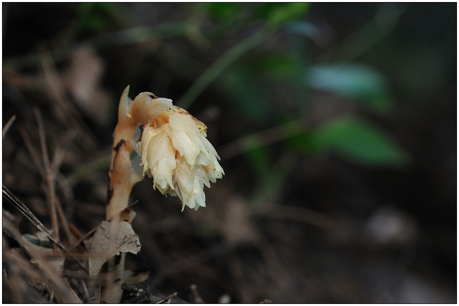 DSC_9101.jpg