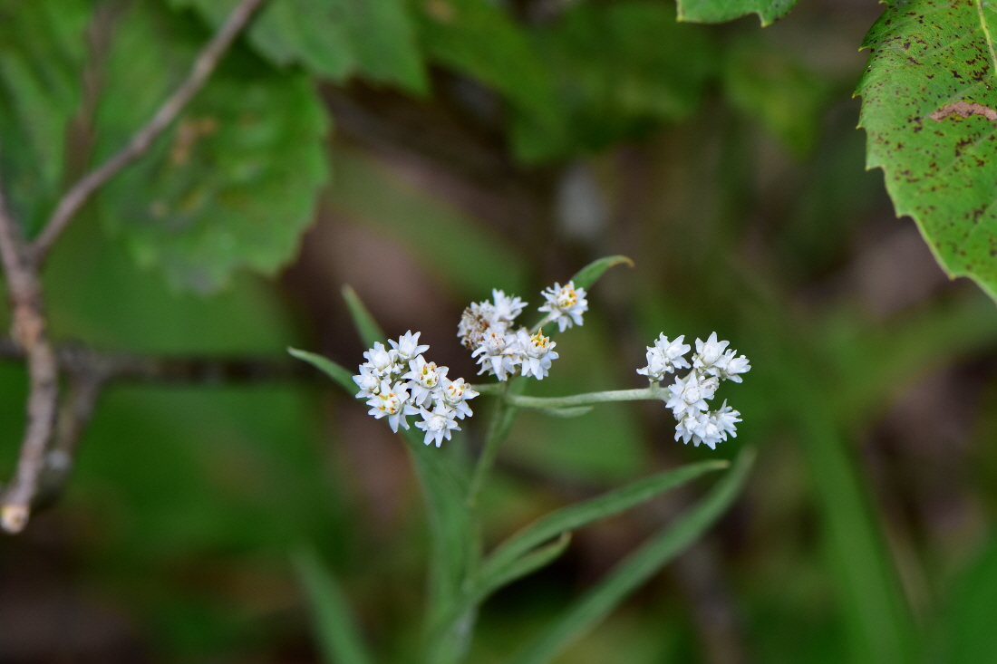 DSC_7216.JPG