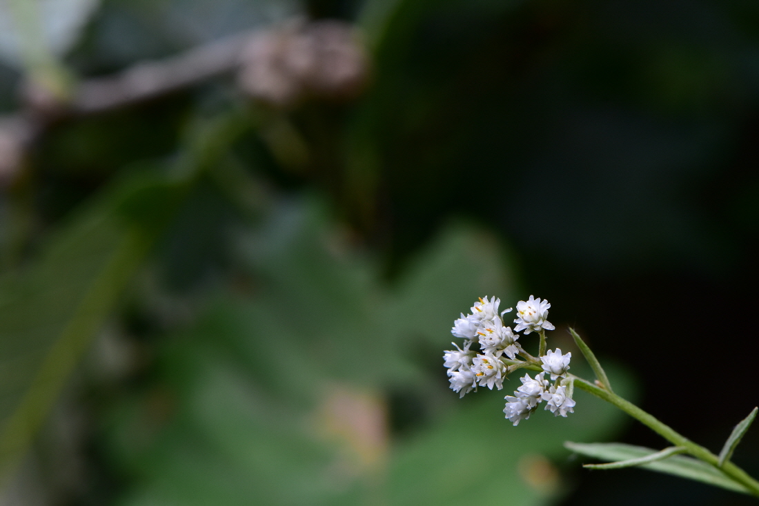 DSC_7308.JPG