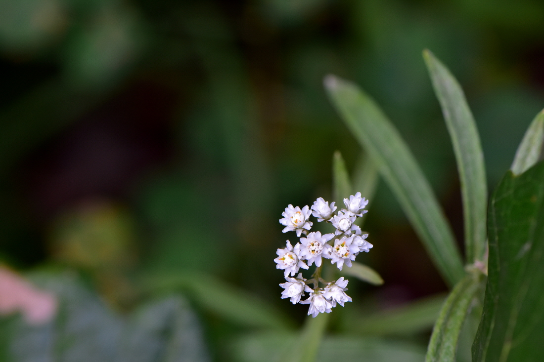 DSC_7228.JPG