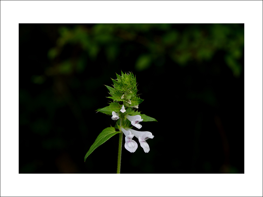 DSC_8178.jpg