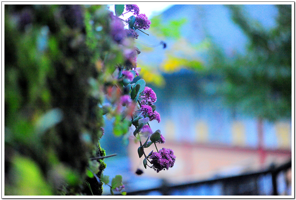 DSC_2422.jpg