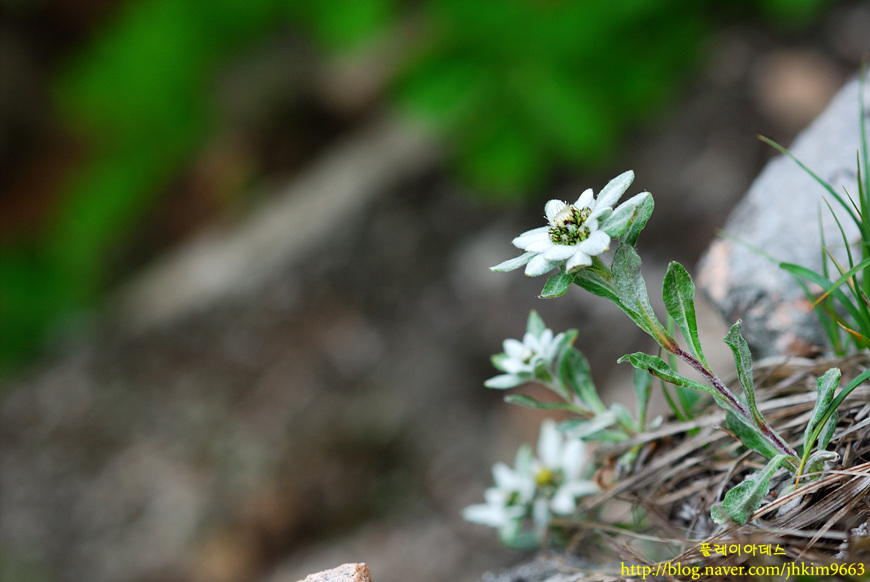 DSC_0421.jpg