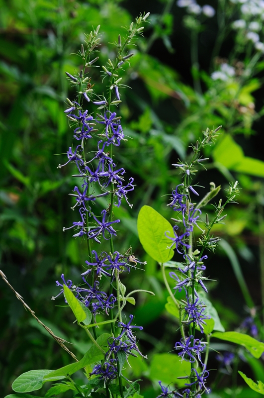 DSC_1348.JPG