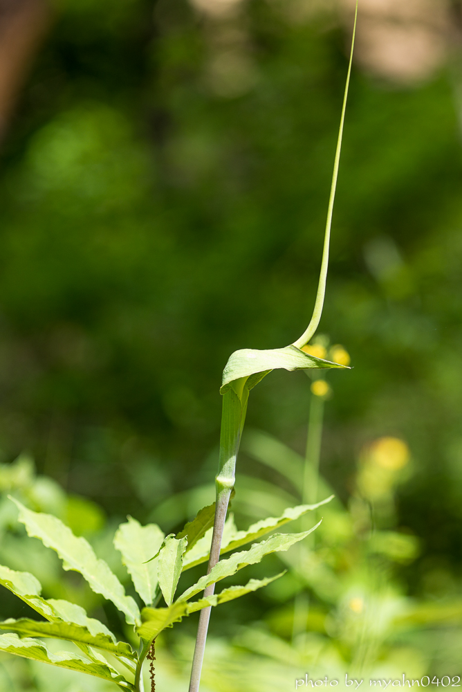 L1003319.jpg