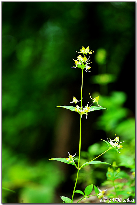 KCY_0315.jpg