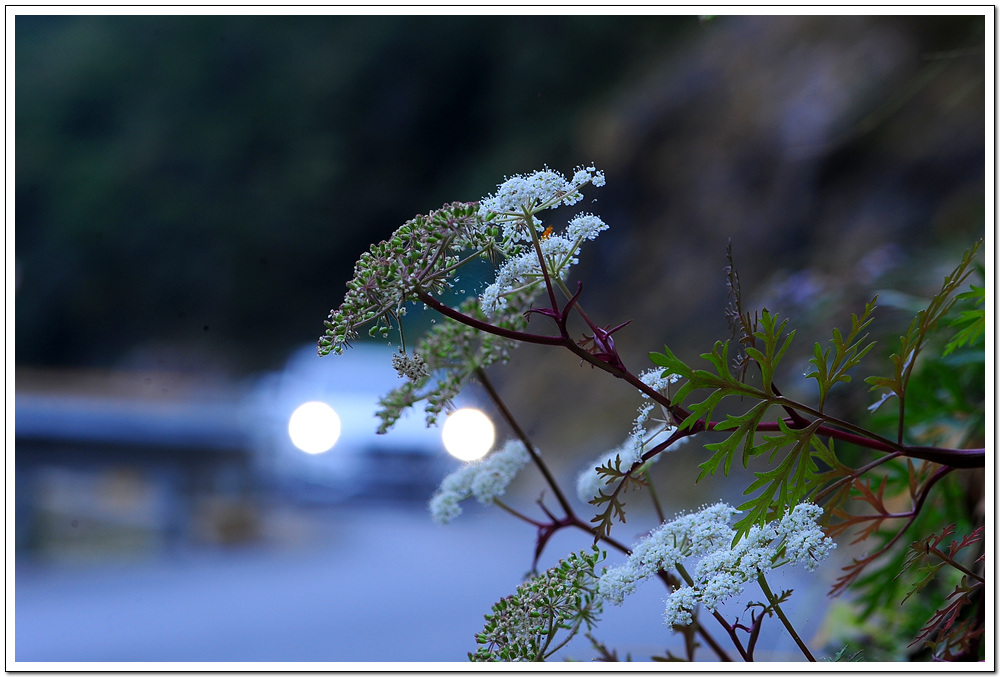 DSC_2078.jpg
