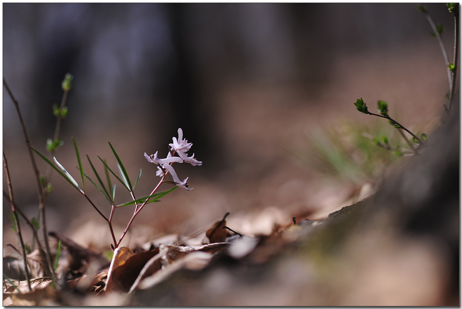 DSC_2286.jpg
