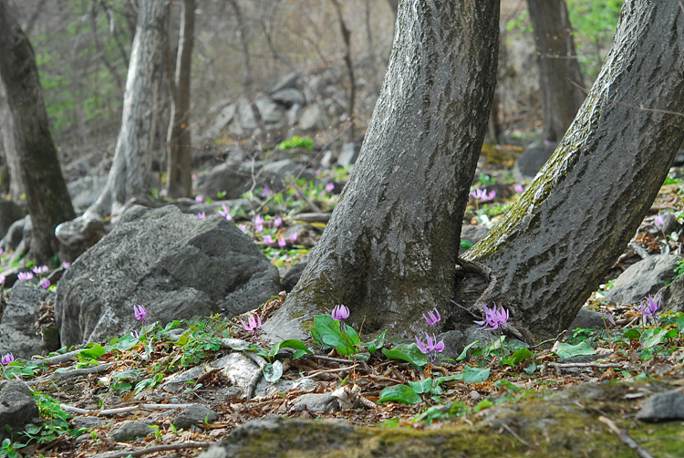 1-DSC_4325.jpg