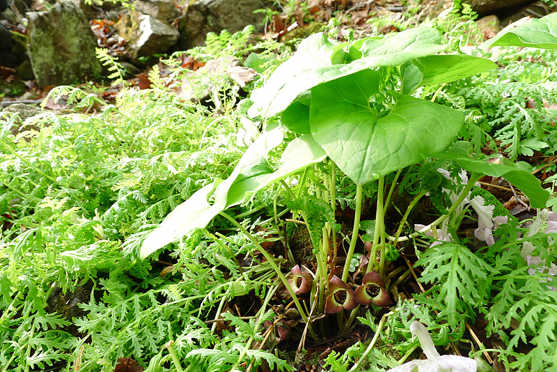 20130511-L1060536.jpg