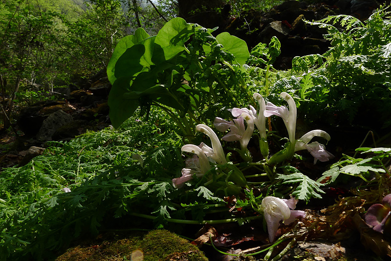 20130511-L1060597.jpg