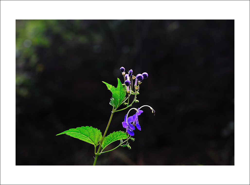 DSC_9078.jpg