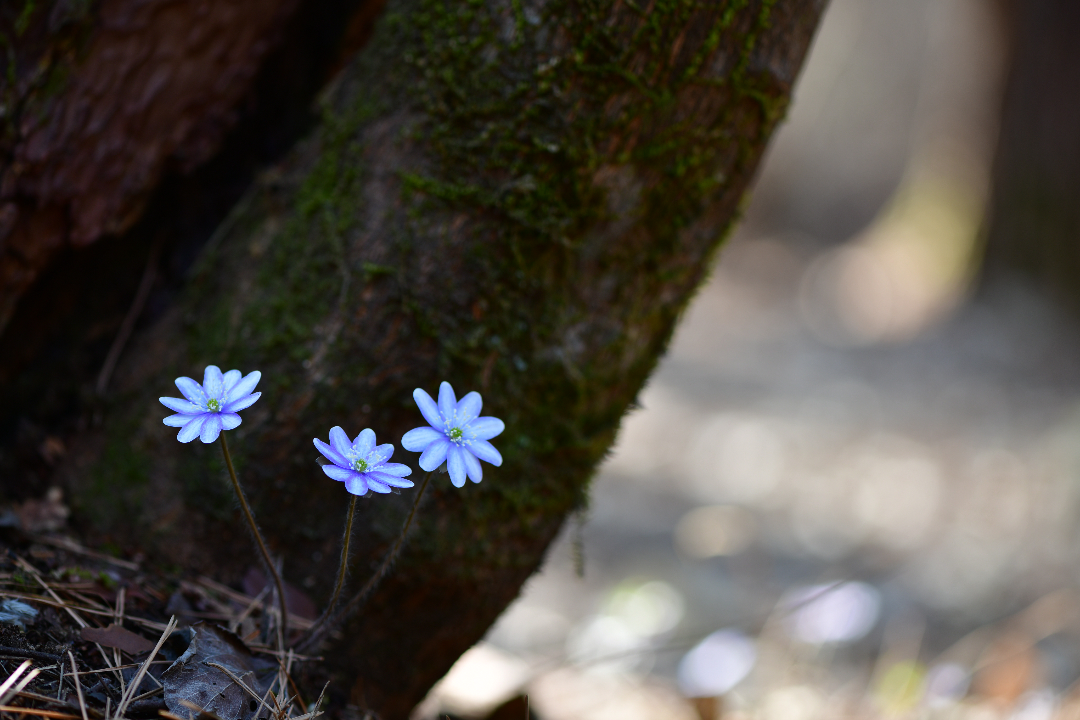 DSC_2213.JPG