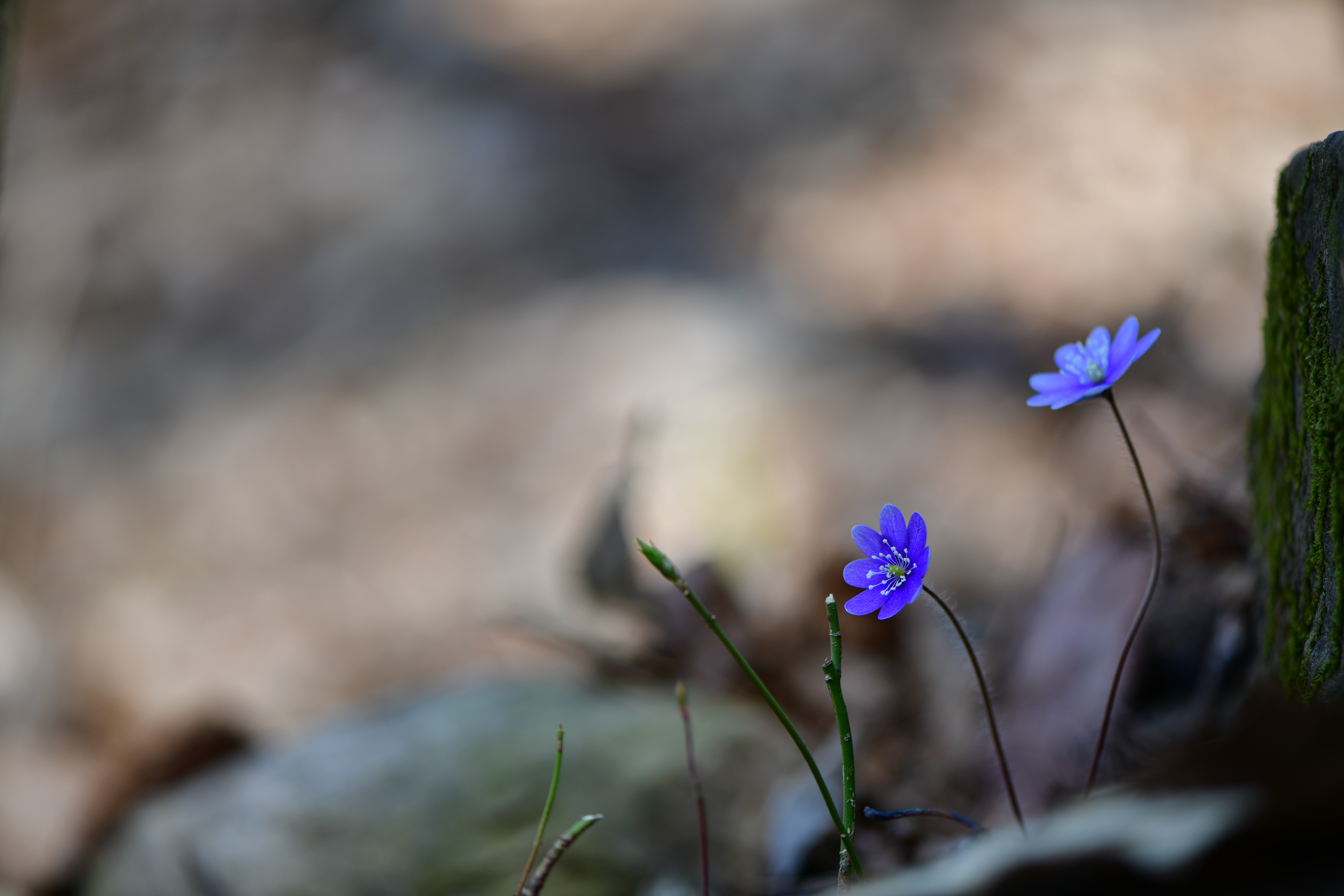 DSC_2252.JPG