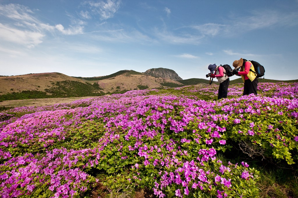 한라산 산철쭉188.JPG