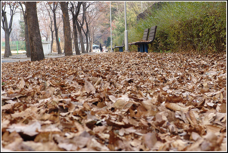 F_낙엽4425.jpg