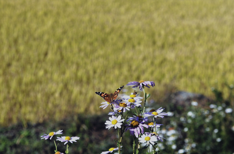 구절초DSC_8024.jpg