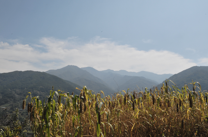 조,수수밭DSC_8144.jpg
