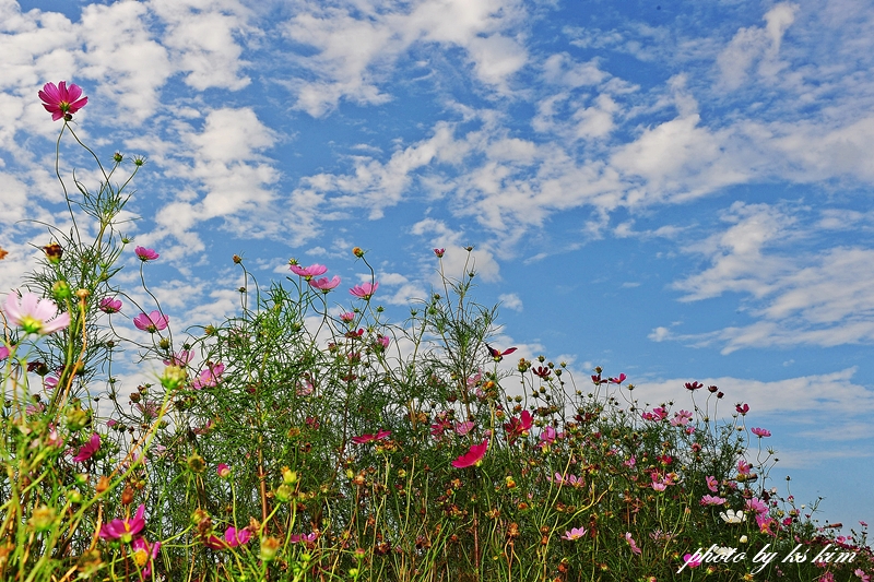 DSC_9512-1.jpg