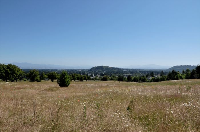 DSC_2994.jpg