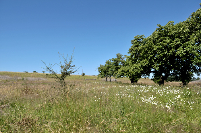 DSC_2998.jpg