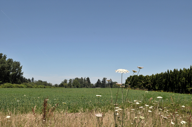 DSC_3050.jpg